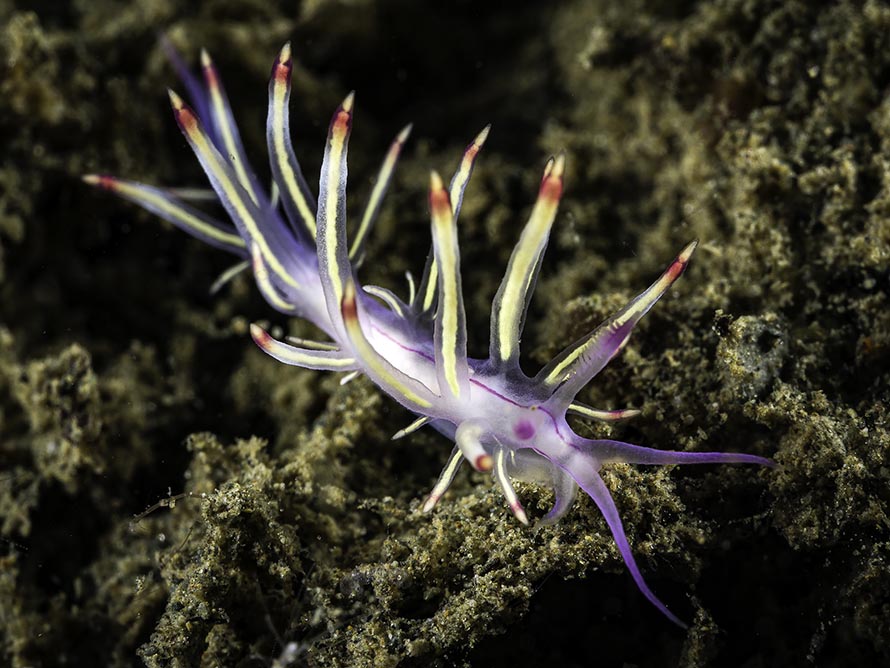 Coryphellina pseudolotos